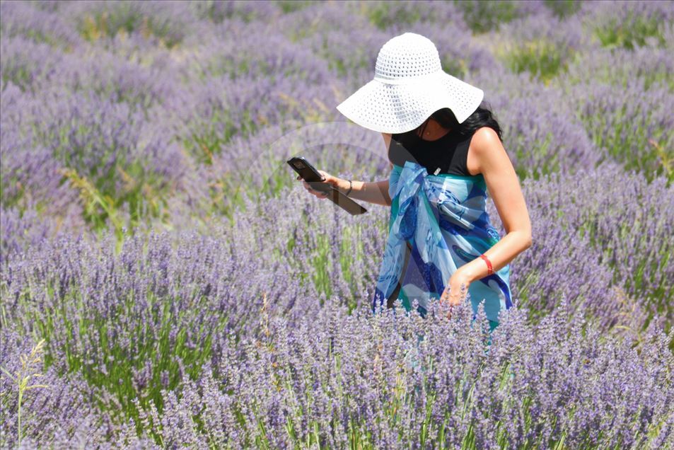 En Isparta, Turquía, comienzan los 'Días de lavanda'