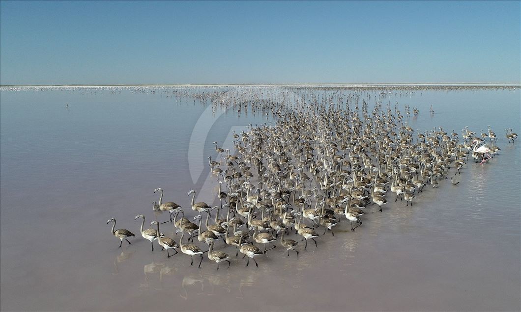 Flamingos at Lake Tuz in Turkey