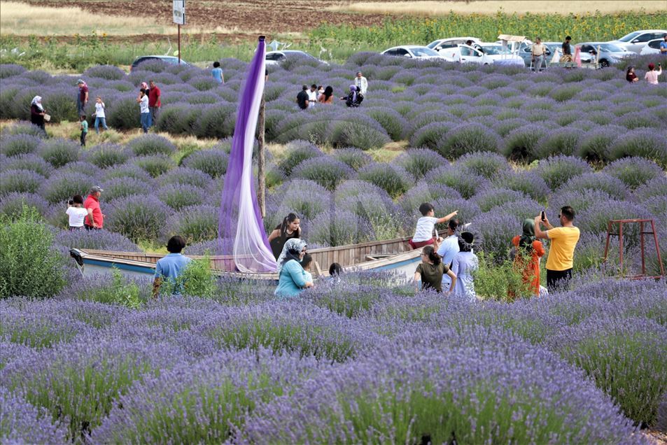 En Isparta, Turquía, comienzan los 'Días de lavanda'