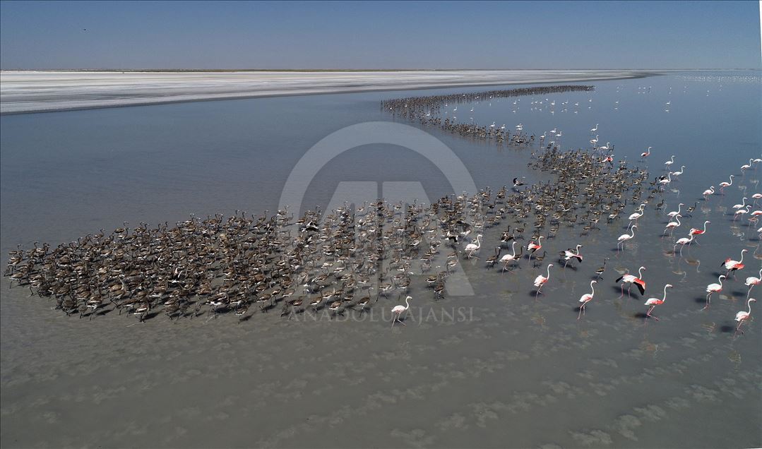 Flamingos at Lake Tuz in Turkey