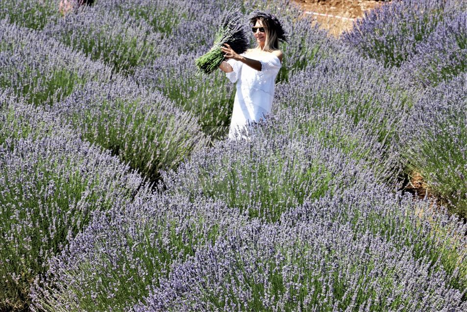 En Isparta, Turquía, comienzan los 'Días de lavanda'