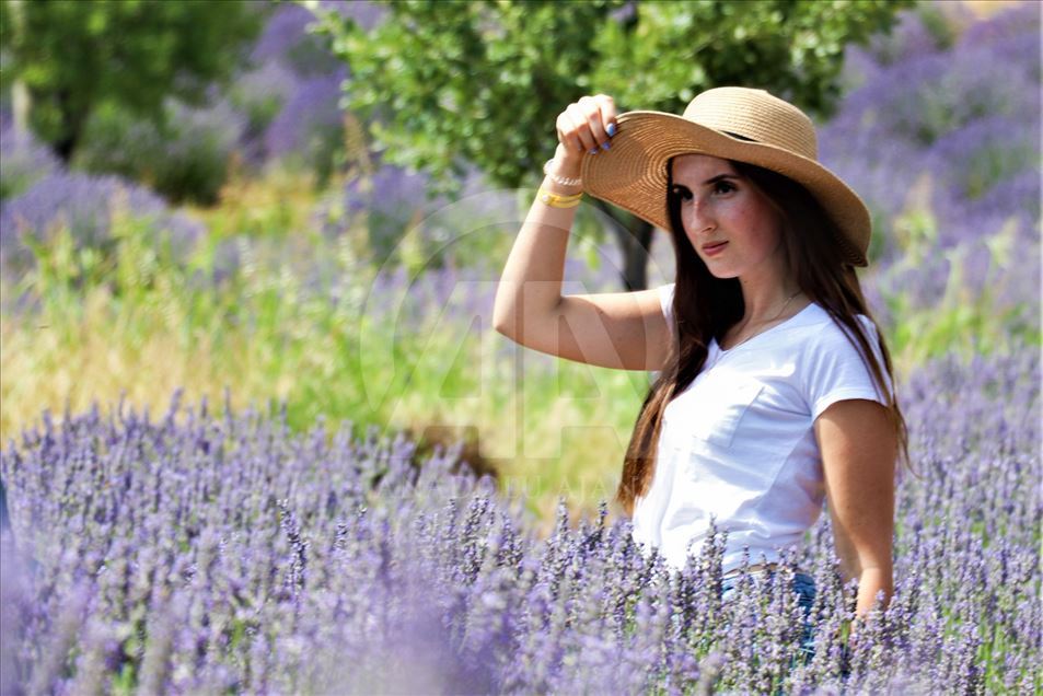 En Isparta, Turquía, comienzan los 'Días de lavanda'