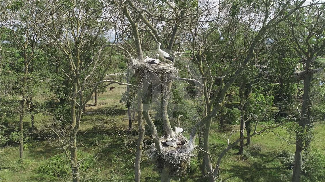 Stork Forest in Turkey's Samsun