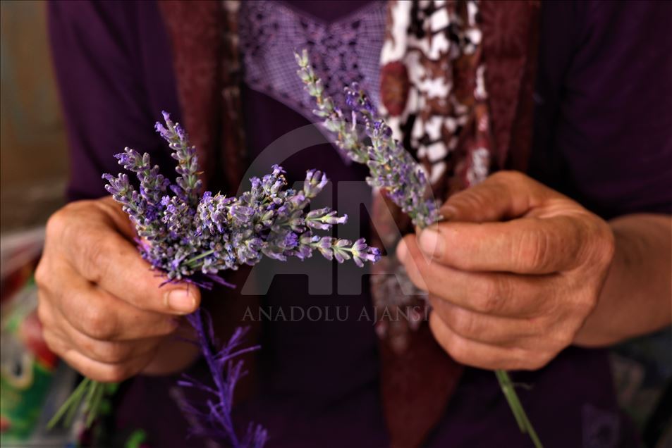 Kuyucaklı kadınların ekmek kapısı "lavanta"
