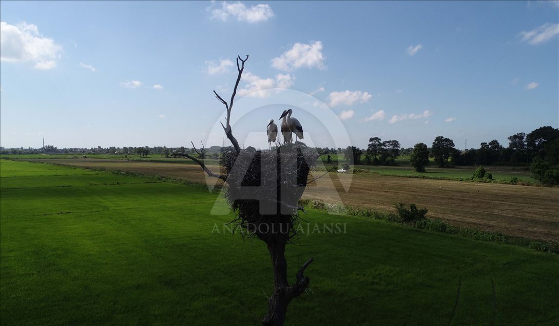 Stork Forest in Turkey's Samsun