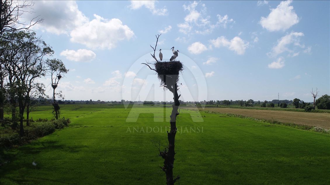 Stork Forest in Turkey's Samsun
