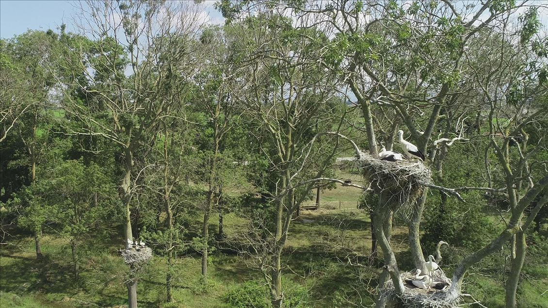 Stork Forest in Turkey's Samsun
