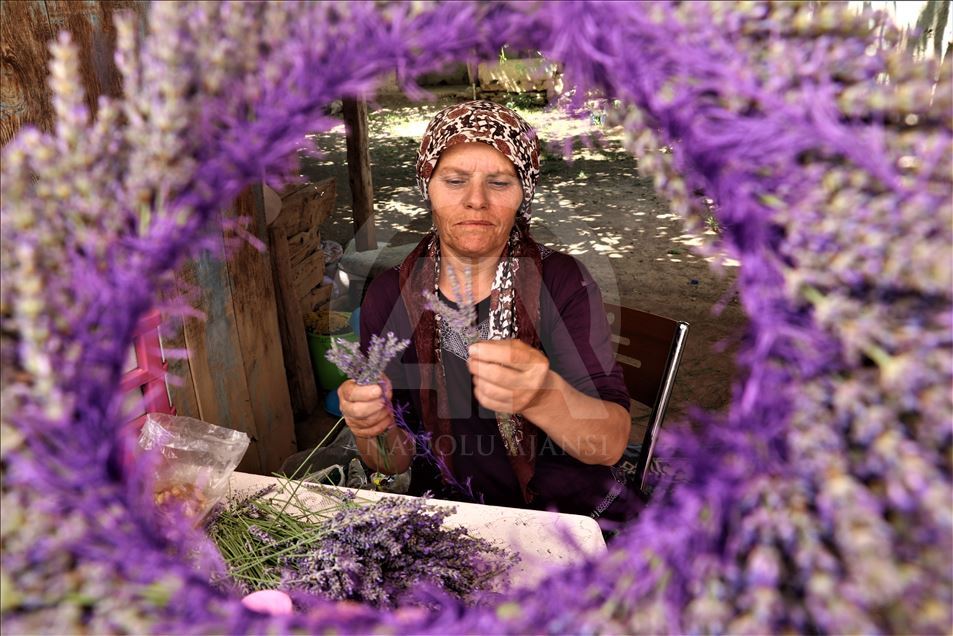 Kuyucaklı kadınların ekmek kapısı "lavanta"