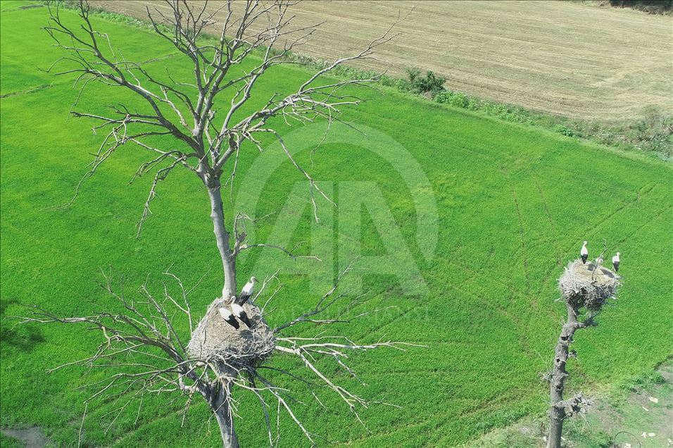 Stork Forest in Turkey's Samsun