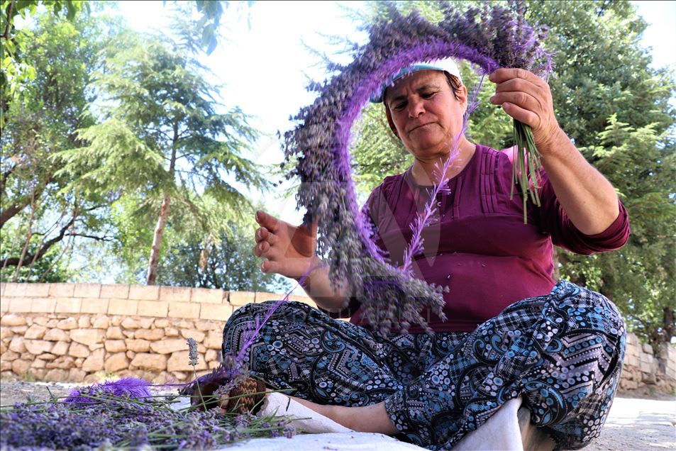 Kuyucaklı kadınların ekmek kapısı "lavanta"