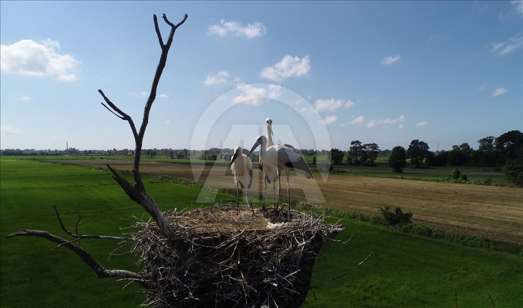 Stork Forest in Turkey's Samsun