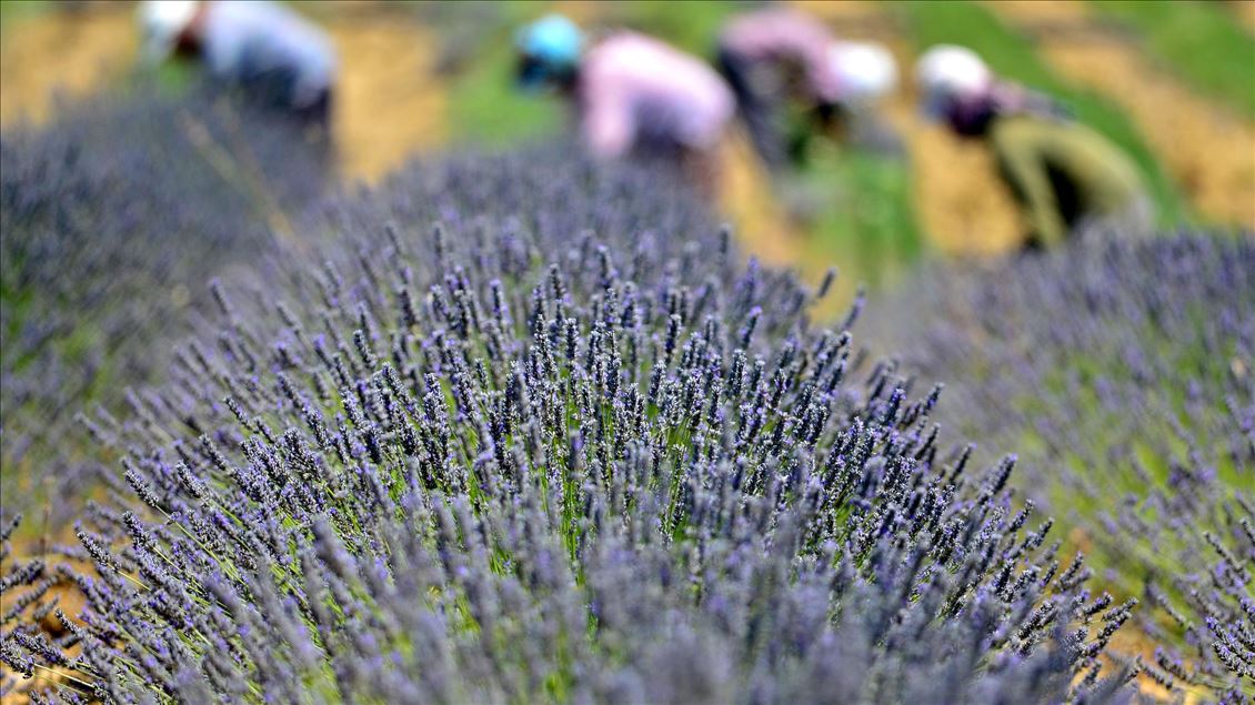 Lavender fields in Turkey's Canakkale