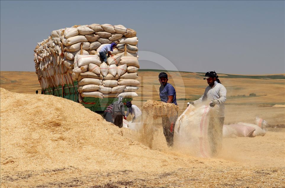 Ekmeğini samandan kazanan işçilerin toz ve sıcakla imtihanı