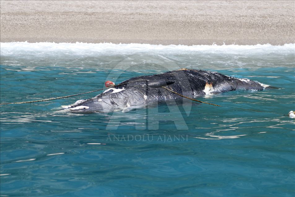 На побережье турецкой провинции Мугла вынесло мертвого кита