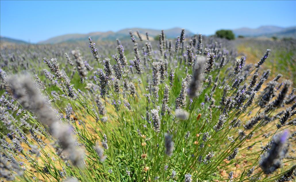 Lavender fields in Turkey's Canakkale