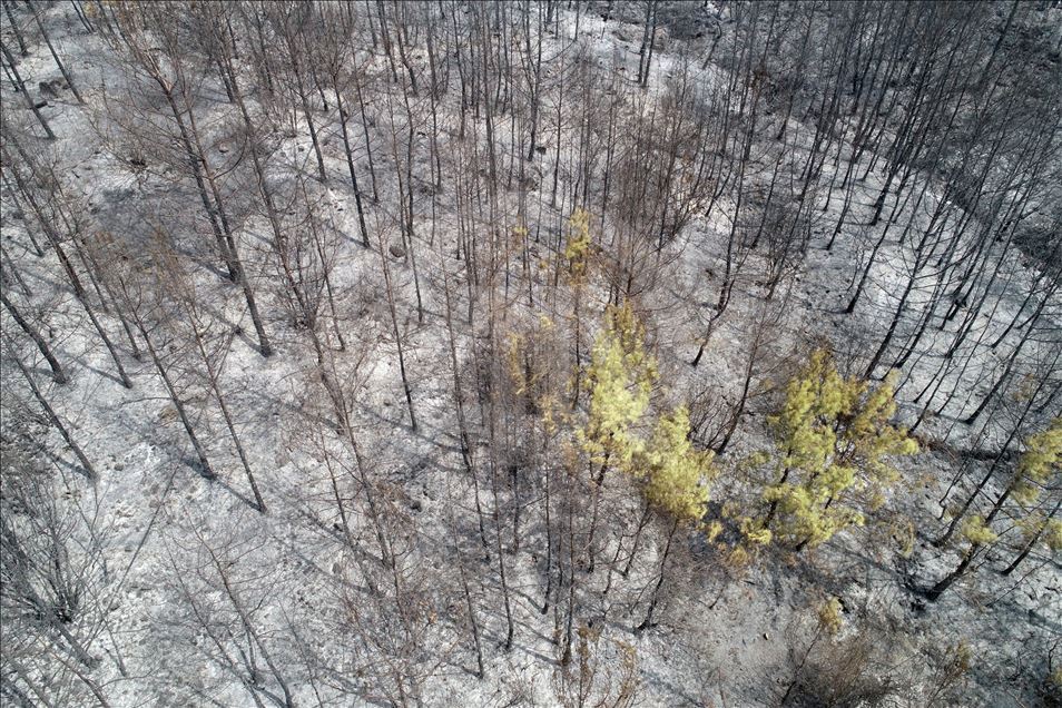 Muğla'daki orman yangını