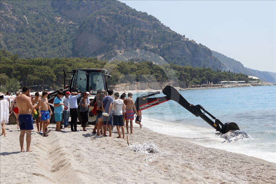 На побережье турецкой провинции Мугла вынесло мертвого кита