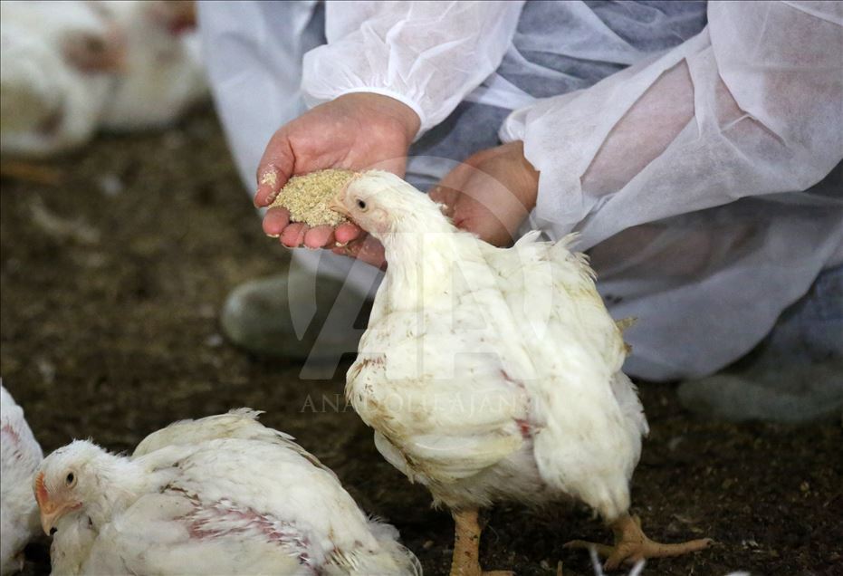 Huzuru Köyde Bulanlar - "Her şey para değil" deyip köye yerleştiler