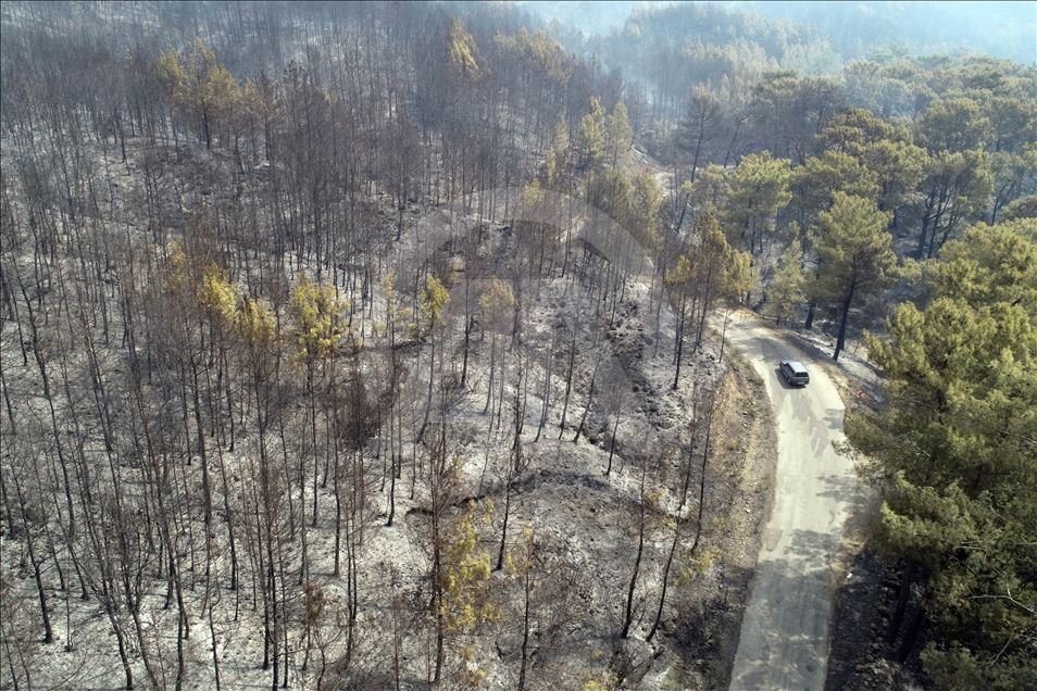 Muğla'daki orman yangını