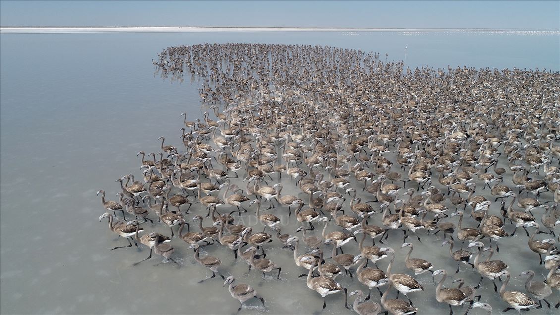 Tuz Gölü'nde yavru flamingo şöleni

