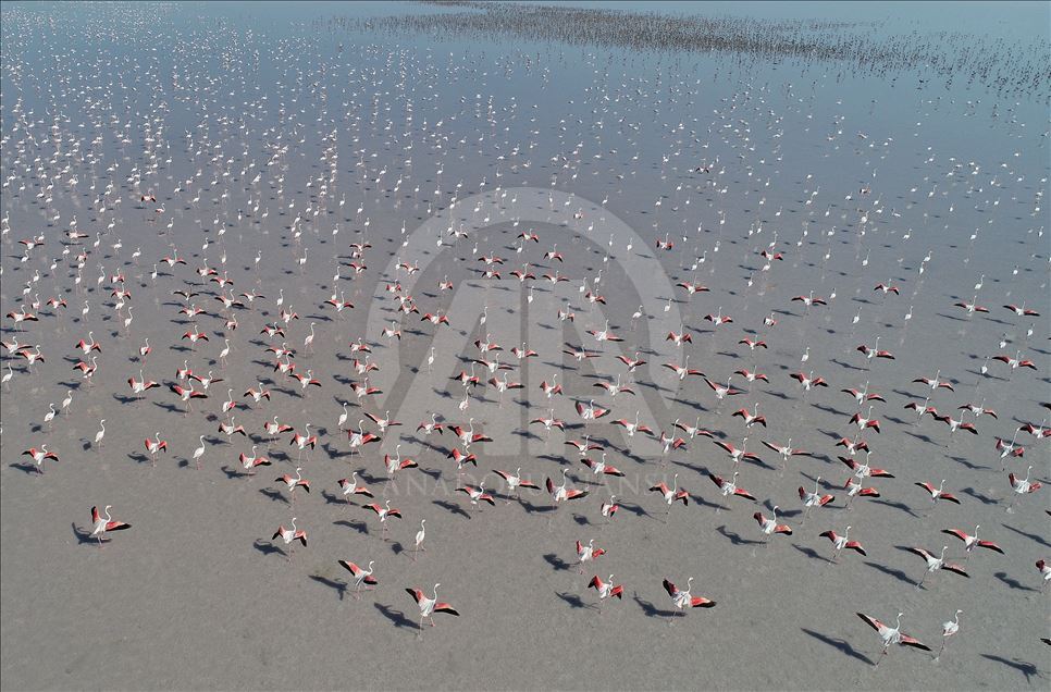 Visual feast of baby flamingos on Salt Lake