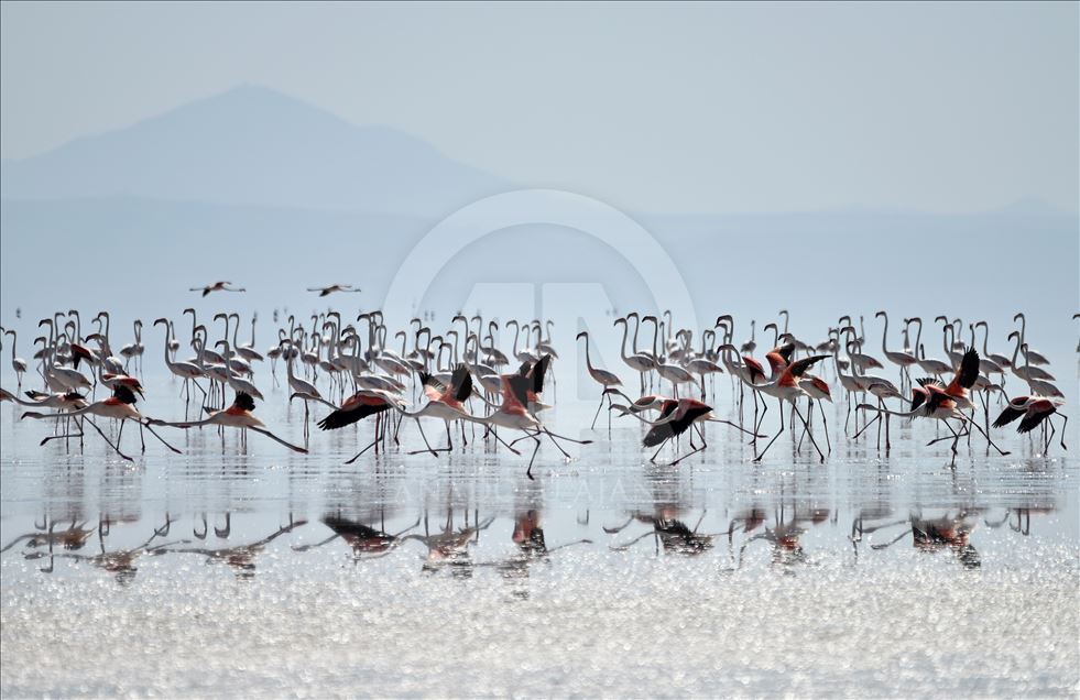 Tuz Gölü'nde yavru flamingo şöleni
