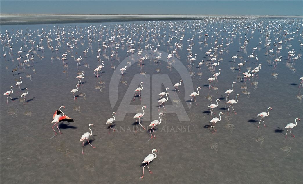 Visual feast of baby flamingos on Salt Lake