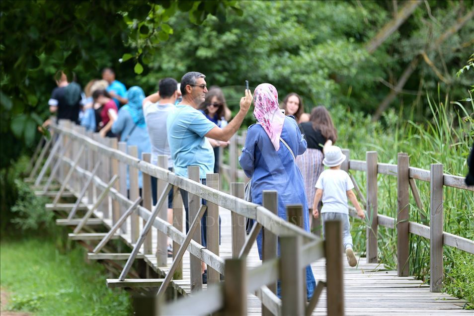 Acarlar Longozu beyaz nilüferleriyle ziyaretçilerini büyülüyor