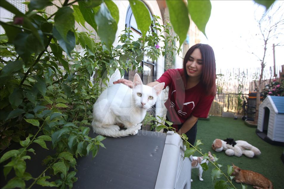 حديقة منزل فلسطينية مأوى آمن للقطط الضالة 