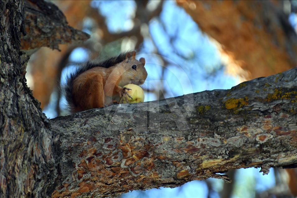 Squirrels in Turkey's Kars