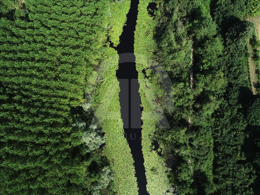 Acarlar Floodplain in Turkey's Sakarya