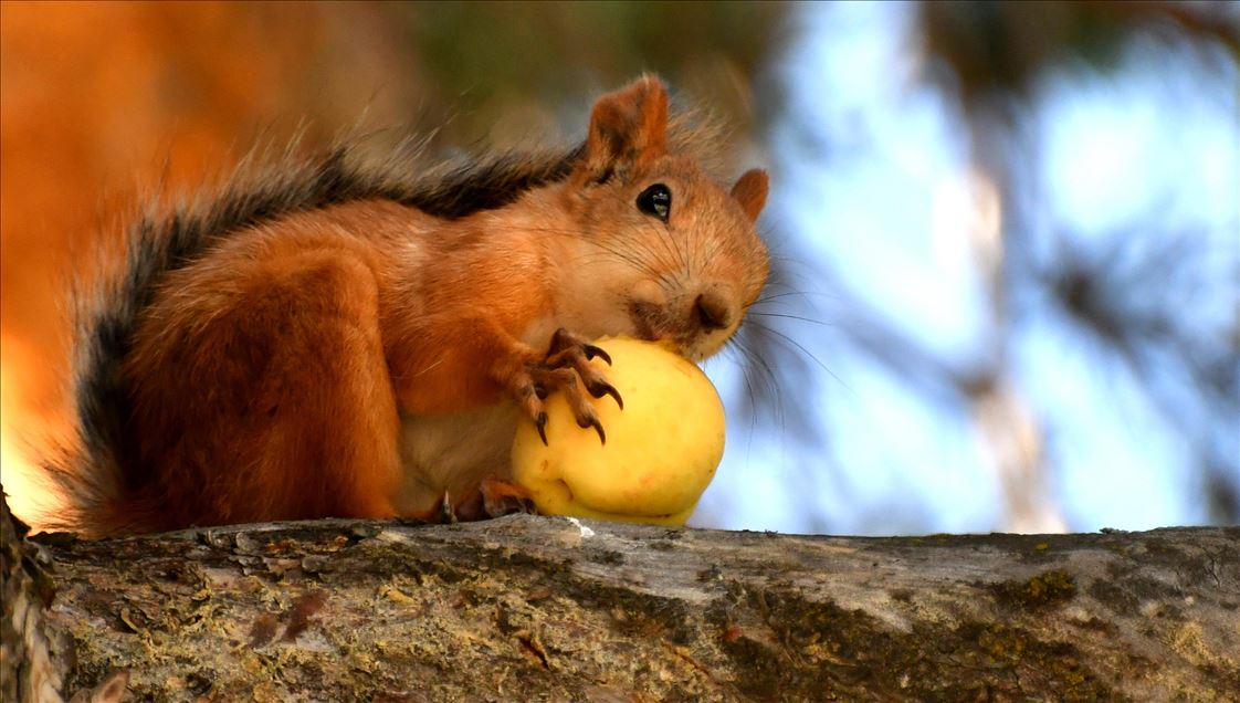 Squirrels in Turkey's Kars