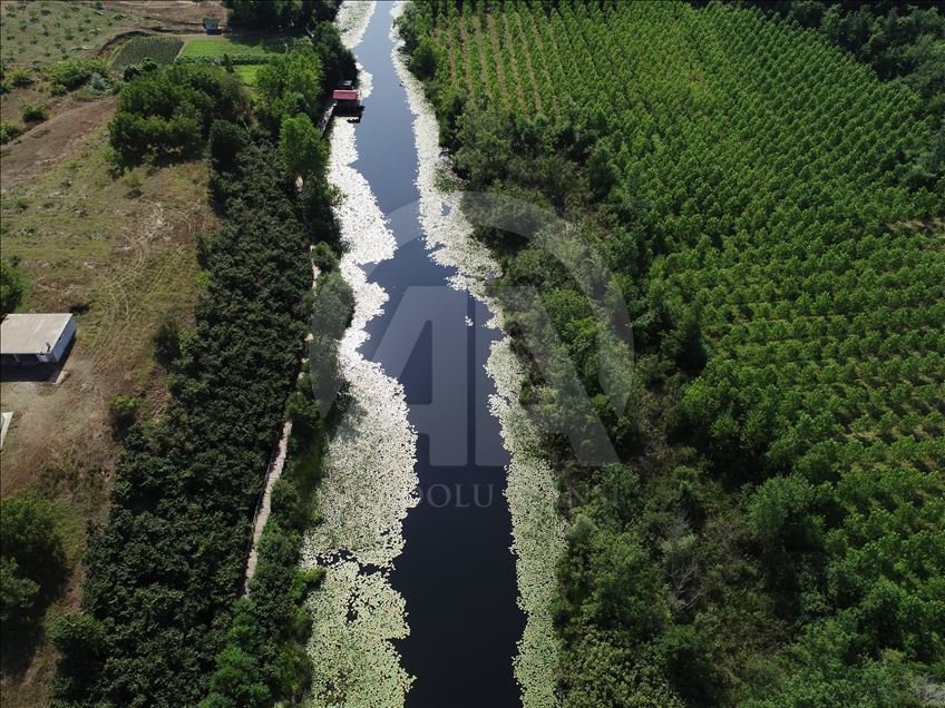 Acarlar Floodplain in Turkey's Sakarya
