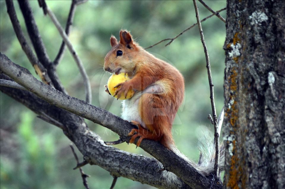 Squirrels in Turkey's Kars