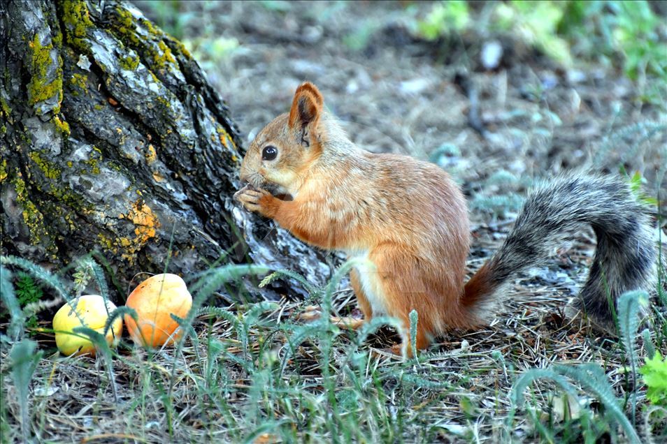 Squirrels in Turkey's Kars
