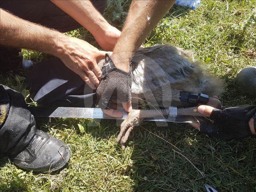Allı turnaların başka ele varmasını istemiyorlar 1