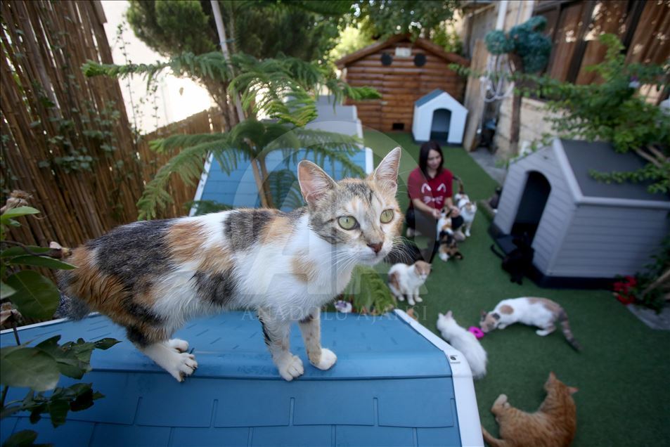 حديقة منزل فلسطينية مأوى آمن للقطط الضالة 