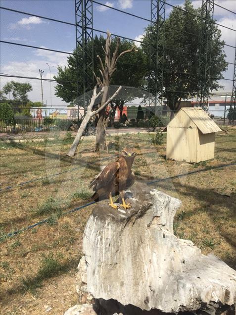 يعالج حتى المفترسة منها.. مشفى خاص للحيوانات البرية بقونيا التركية
