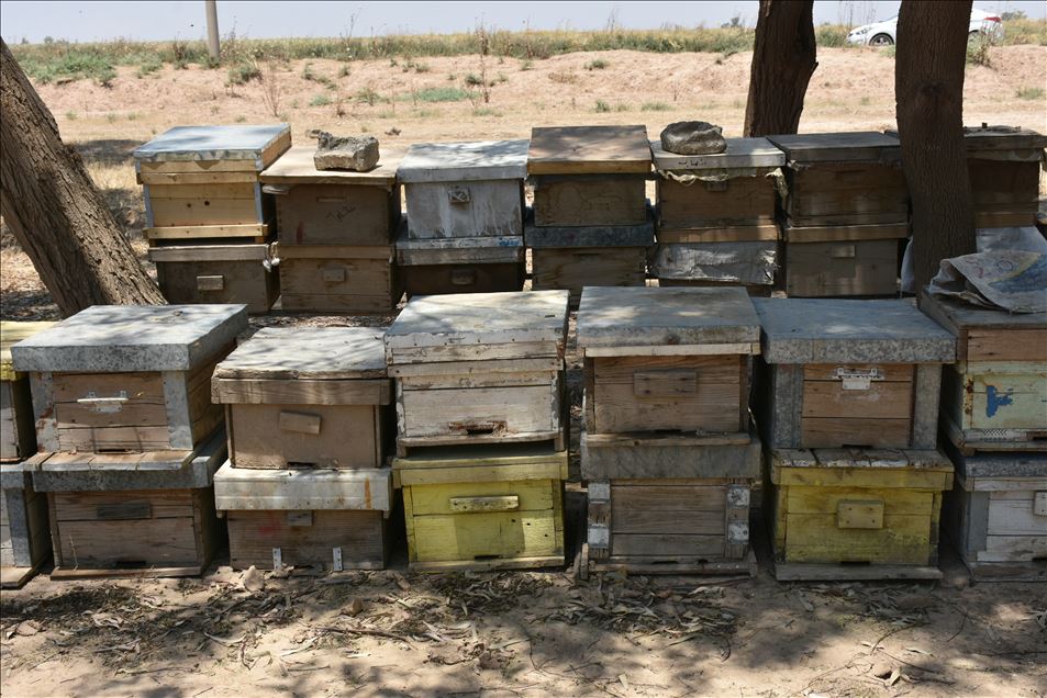 العراق.. نفوق ملايين النحل في كركوك
