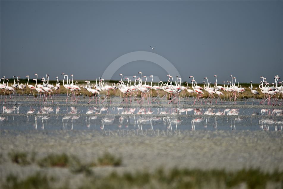 Озеро Туз в Турции – «Рай для фламинго»