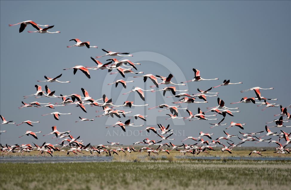 Озеро Туз в Турции – «Рай для фламинго»