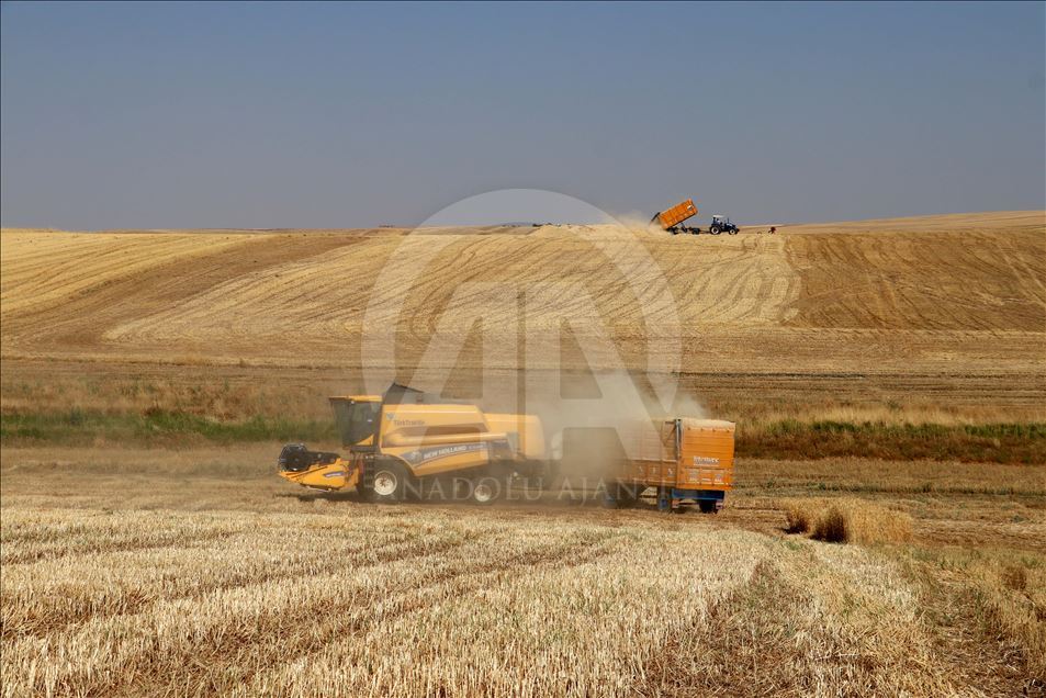 Diyarbakır'da buğday ve arpa üreticisini sevindirdi