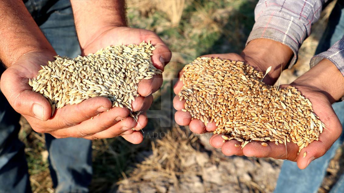 Diyarbakır'da buğday ve arpa üreticisini sevindirdi