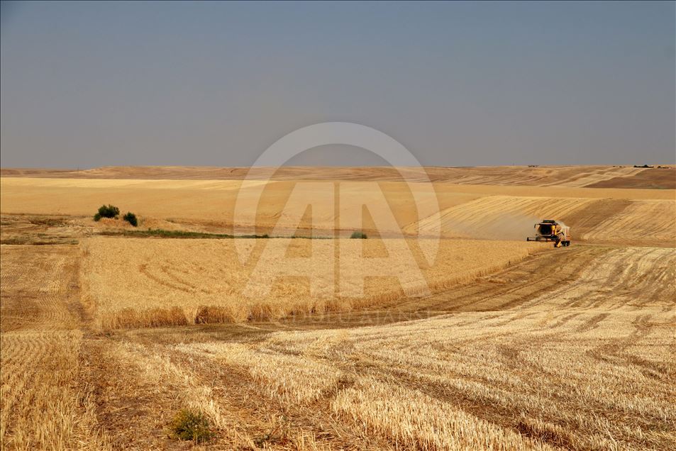 Diyarbakır'da buğday ve arpa üreticisini sevindirdi