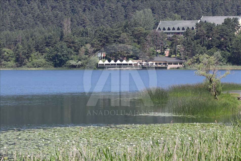 Bolu'nun tabiat parkları "nilüfer"le bir başka güzel