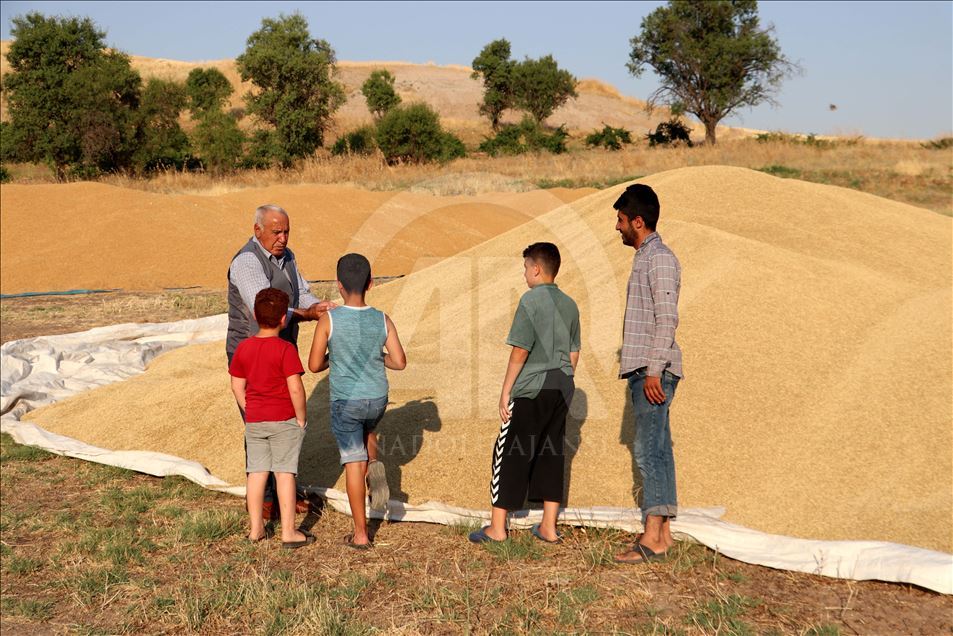 Diyarbakır'da buğday ve arpa üreticisini sevindirdi