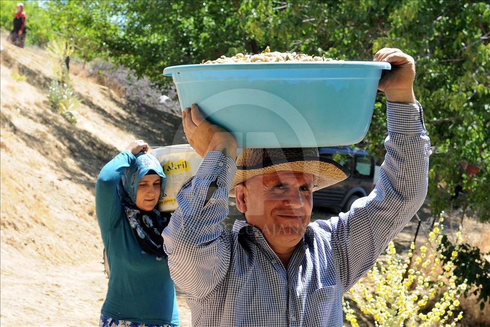 Dalından sofraya dutun pekmeze tatlı yolculuğu