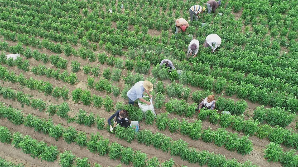Tarlaya "en acı mesai" için girdiler
