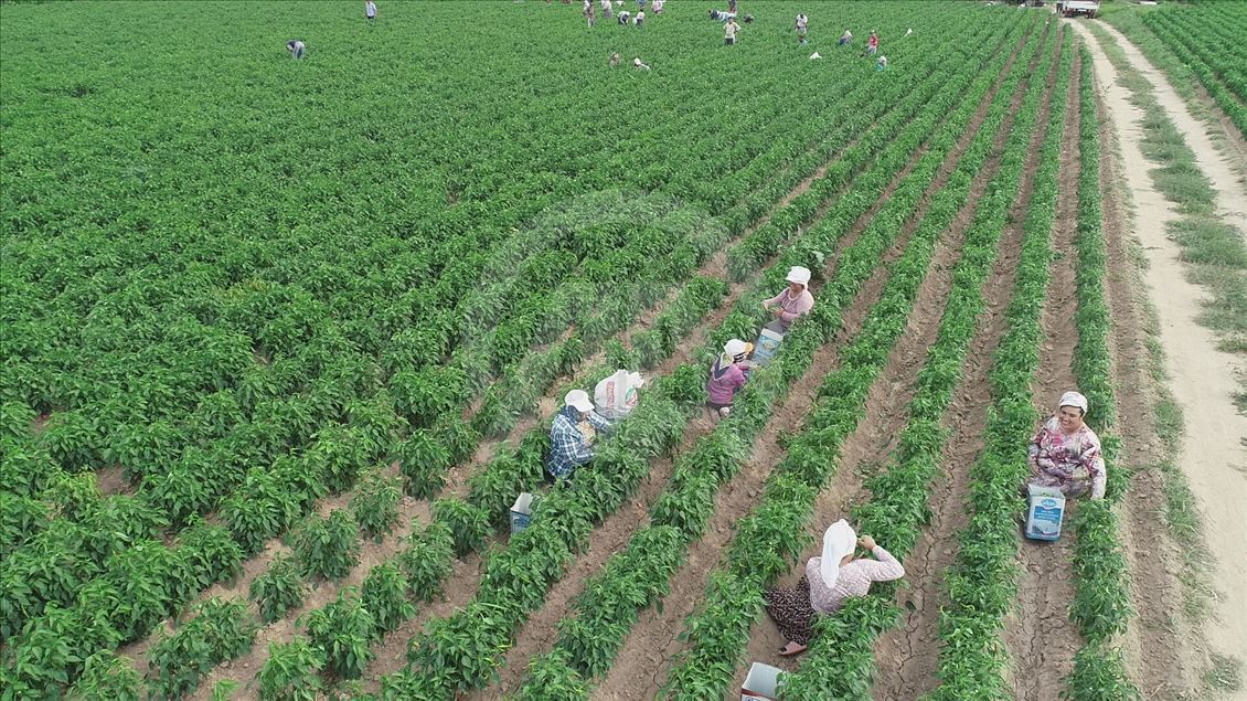 Tarlaya "en acı mesai" için girdiler
