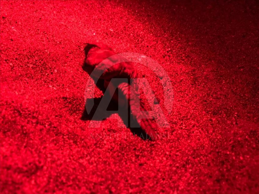چهل هزار لاکپشت در موغلای ترکیه روانه دریا شدند